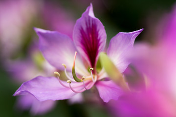 Fototapeta na wymiar Bauhinia variegata (Orchid tree)