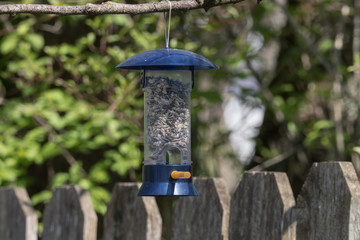 Kohlmeise und Blaumeise an Vogelhaus