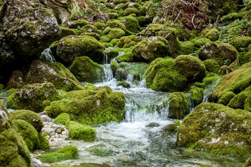 creek between stones covered with green moss