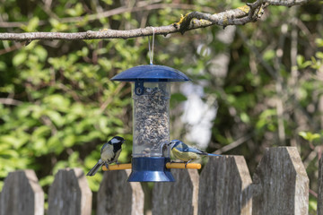 Kohlmeise und Blaumeise an Vogelhaus