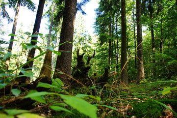 gr&uuml;ner Herbstwald mit unheimlich aussehender Baumwurzel
