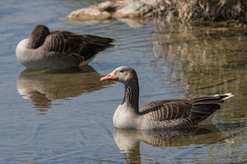 Wildgans, Wildgänse, Graugans, Anser anser