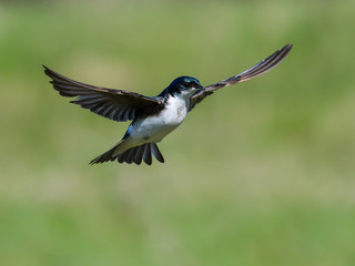 Tree Swallow in Flight on Green Background
