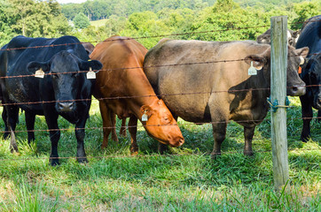 Many jersey cows staring through wire fence with number tags in ears