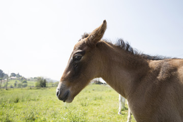 Foal