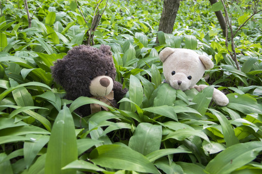 Two teddy baers sitting in bear garlic leaves