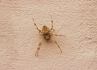 Brown Spider on the wall