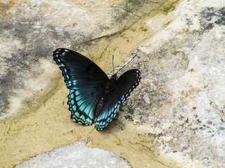 Closeup of white admiral or red-spotted purple blue butterfly, or limenitis arthemis