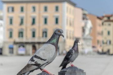 Livorno piazza della Repubblica.