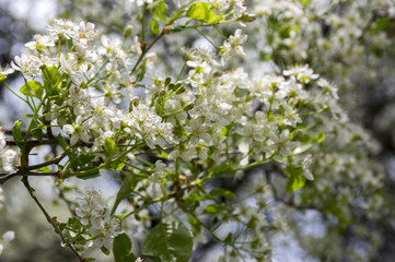 Saint Lucie Cherry Prunus mahaleb tree in bloom