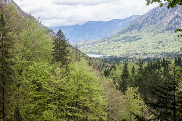 Fototapeta na wymiar view on spring forest valley