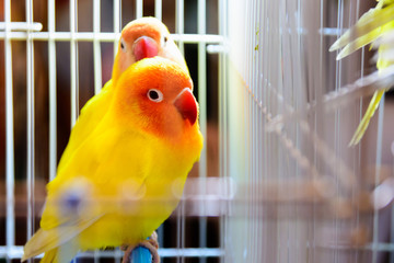 Parrot in a cage.
