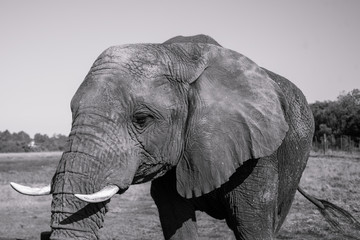Elefant Nahaufnahme in Schwarz-weiß