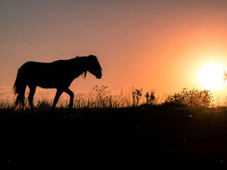 Fototapeta na wymiar the silhouette of the horse against the sun