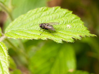a normal common fly outside in the forest restin upon a leaf close up macro with full crisp and sharp detail
