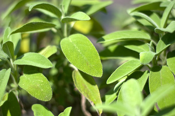 Salvia biologica