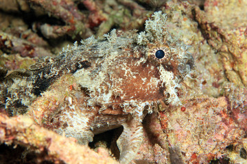 Fototapeta premium Banded Toadfish (Halophryne diemensis). Dampier Strait, Raja Ampat, Indonesia