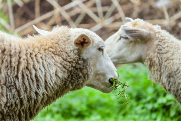 Grazing sheep. Head of the animal eating the green stalk. Farm animals scene with limited depth of field.