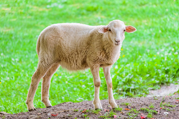 Little young lamb on a background of green grassy pastures. Agricultural scene with limited depth of field.