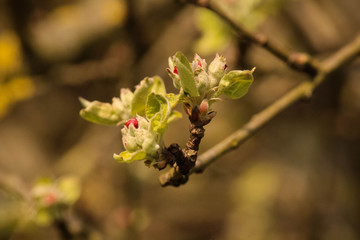 growing bud