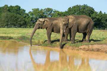 Fototapeta na wymiar Elefanten trinken am Wasserloch 