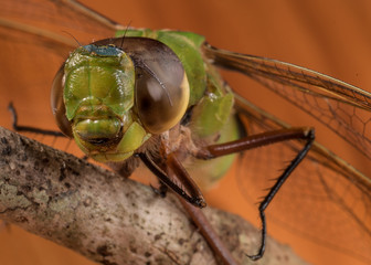 Dragon Fly