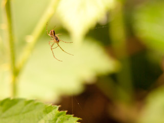 a spider hanging down near its web waiting for food flies insects and prey to eat