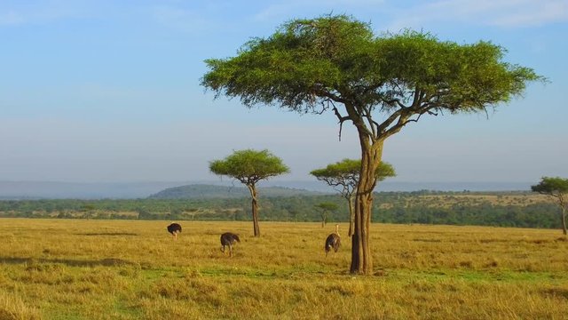ostriches and acacia trees in savanna at africa