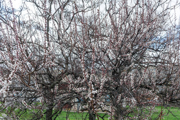 Blossoming spring tree of cherry. Season of cherry blossom.