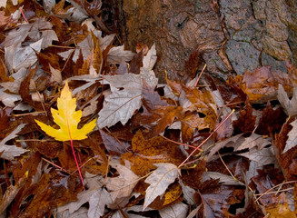 Yellow Maple Leaf
