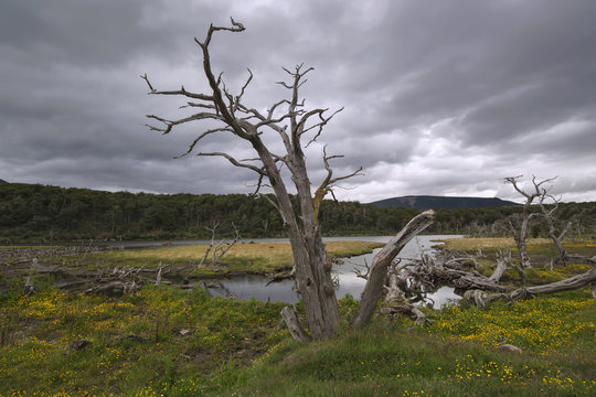 Crooked trees on Tierra del Fuego, Argentina