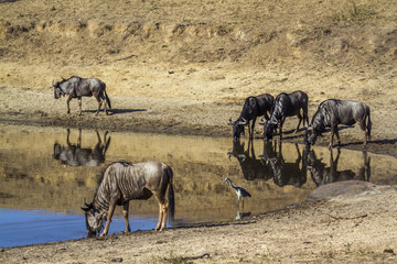 Blue wildebeest in Kruger National park, South Africa