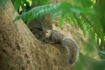 Eichh&ouml;rnchen auf einem Baum