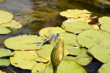 Dragonfly landed on a flower bud in a pond surrounded by lily pads. 