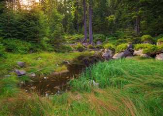 Picturesque forest glade in a mountainous area of the Czech provinces with a small pond, illuminated by the rays of the sun.