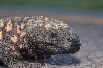 Gila Monster