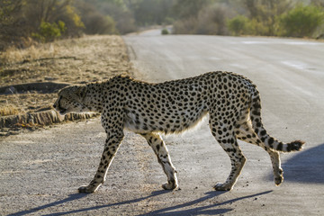 Specie Acinonyx jubatus family of felidae