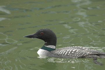 Common Loon