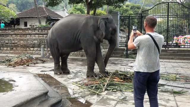 Young man taking photo of elephant near temple in Sri Lanka, super slow motion 240fps
