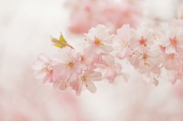 Naklejka premium Frische junge Kirschblüten in weichem Weiss und Rosa