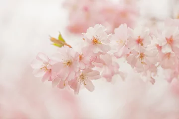 Crédence de cuisine en verre imprimé Fleur de cerisier Frische junge Kirschblüten in weichem Weiss und Rosa