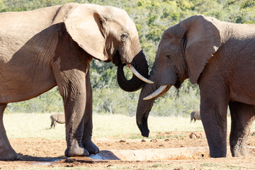 Fototapeta na wymiar Elephants rubbing their trunks against each other