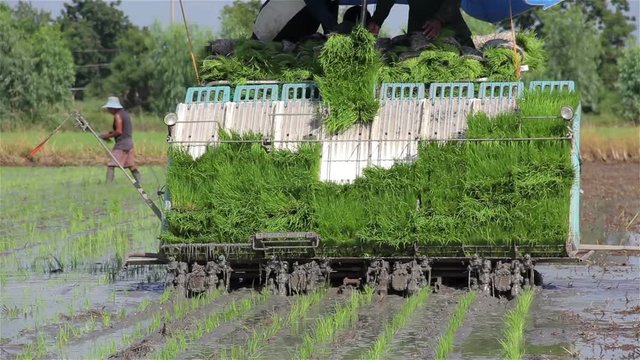 Transplant rice seedlings for planting by the workers and machine in Thailand