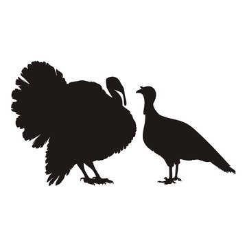 recommend clip art: индюк и индюшка