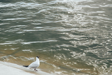 River gull on the background of the river