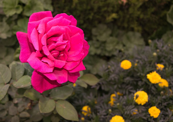 La belleza de una rosa