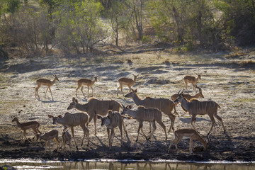 Greater kudu in Kruger National park, South Africa
