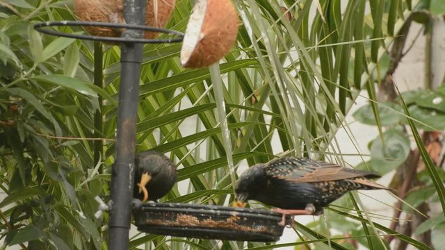 How many worms can one bird carry? Amusing clip of two starlings filling their beaks with mealworms