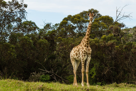 A full body photo of a giraffe with trees in the background .Picture taken in Port Elizabeth, South Africa, Circa 2017.