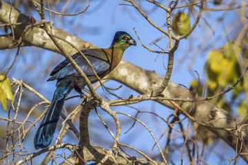 Specie Gallirex porphyreolophus family of Musophagidae